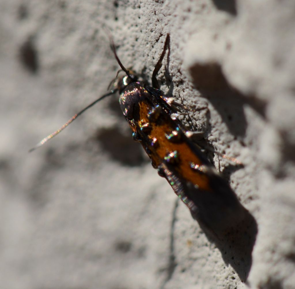 Insetto da identificare - Pancalia cf. leuwenhoekella